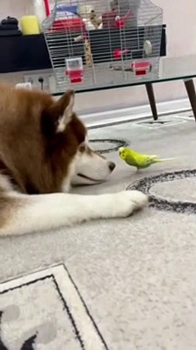 Diesel the Husky and Gosha the Parrot are Best Friends