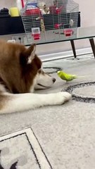 Diesel the Husky and Gosha the Parrot are Best Friends