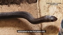 Meet Wally, an eastern brown snake | November 29, 2022 | The Senior