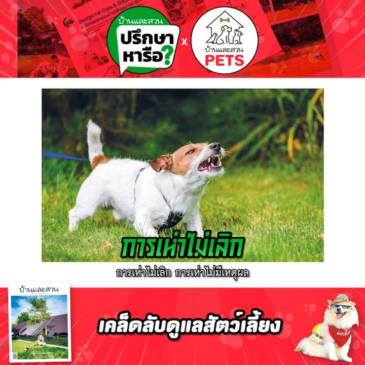 บ้านและสวนปรึกษาหารือ Pets Modeling