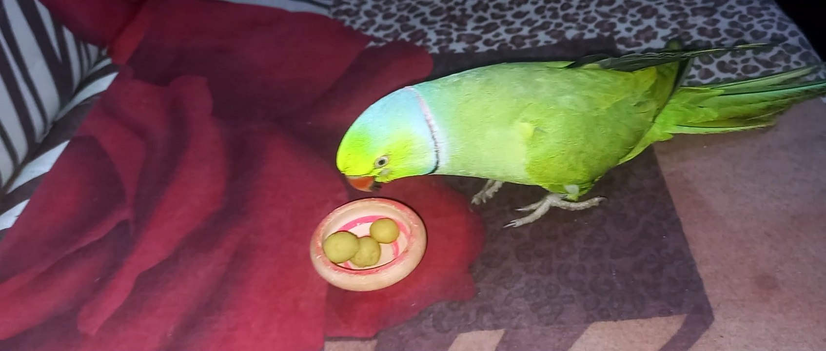 Indian Parrot Talking Mitho RedRing Parrot Talking hindi amazing Birds