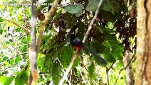 Bản hòa tấu giữa đại ngàn. Symphony of White-rumped shama and other birds at Cat tien national park