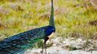 Chim công loài chim trĩ tuyệt đẹp trên các đồng cỏ ở Vườn quốc gia  Cát Tiên