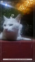 Hilarious Moments with a Crazy Furmom 🐾