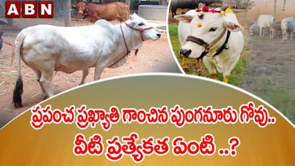 ప్రపంచ ప్రఖ్యాతి గాంచిన పుంగనూరు గోవు.. వీటి ప్రత్యేకత ఏంటి ..? || Punganur Cow || ABN Telugu