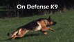 On Defense K9 - Personal and Family Protection Dogs for Sale
