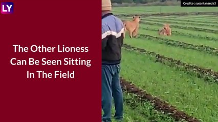 Lioness Roams In A Farm In Gujarat As People Fearlessly Watch The Two Big Cats; Video Goes Viral