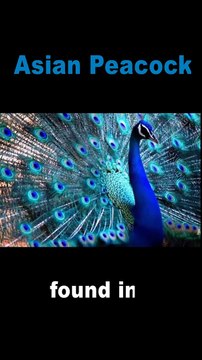 Asian peacock #shorts #youtubeshorts
