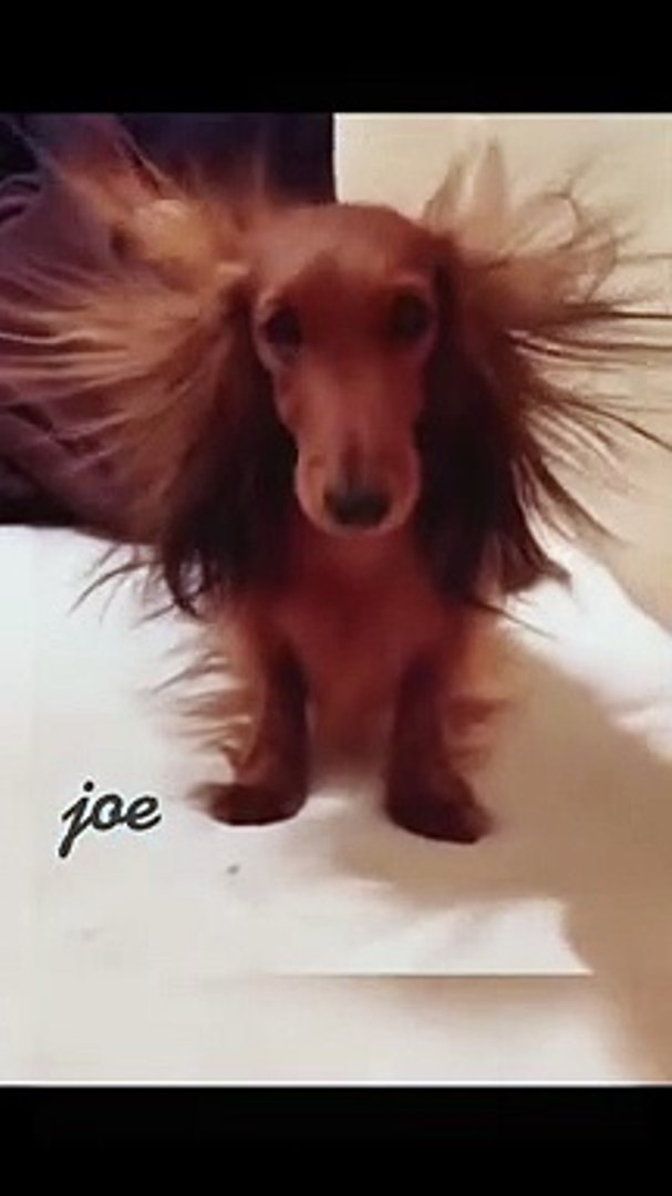 pets funny moment