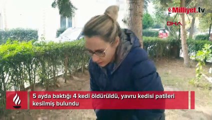 5 ayda baktığı 4 kedi öldürüldü, yavru kedisi patileri kesilmiş bulundu