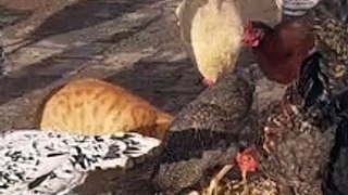 The cats eats with the chickens