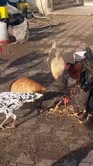 The cats eats with the chickens