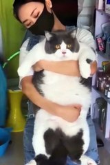 Funny Cats and Dog Compilation (Most Popular) Part 2