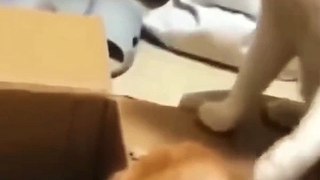 Funny Cats and Dog Compilation (Most Popular) Part 3