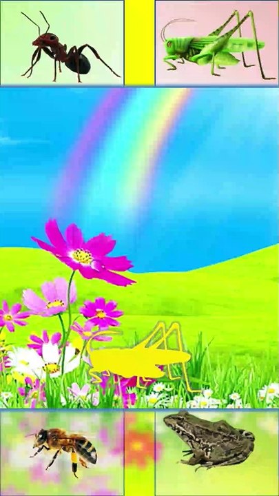 PUZZLES!! MATCH GRASSHOPPER PICTURES |PUZZLE !! Mencocokkan gambar Belalang. #shorts #puzzle #puzzleeduid