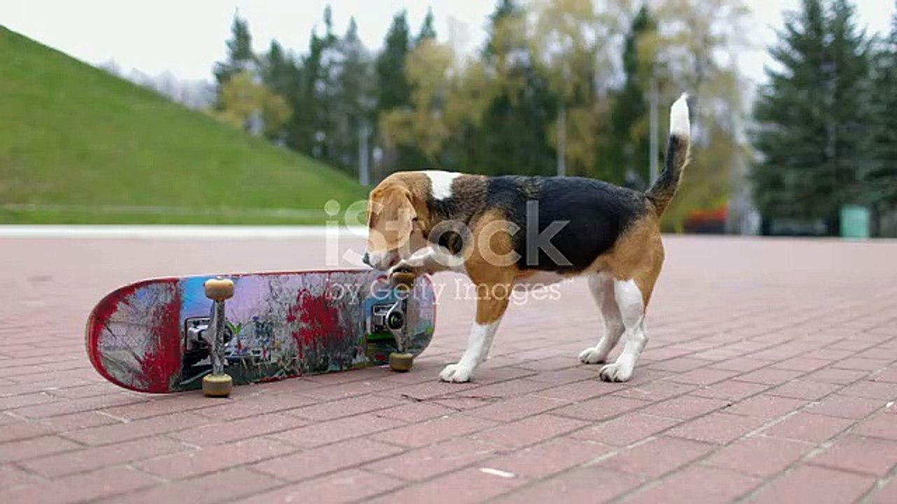 Cute  dog