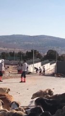 KONYA'DAKİ HAYVAN BAKIMEVİNDE SAHİPLENDİRMELER YENİDEN BAŞLADI