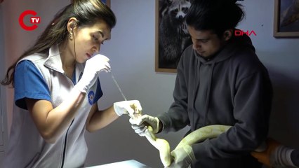 El koyulan albino piton yeni yuvasında