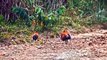 Gà rừng ở Vườn quốc gia Cát tiên. Wild chickens in Cat Tien national park.