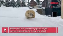 Kutup ayısının kar keyfi