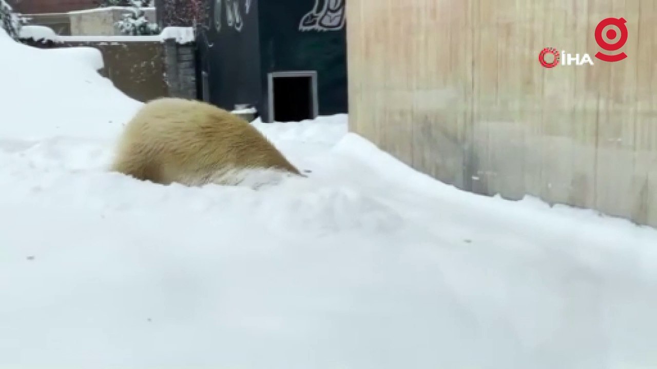 ABD’de kutup ayısının kar keyfi