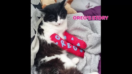 A curious kitten has made a miraculous recovery after surviving a 50ft fall from a fourth storey flat