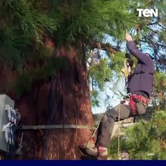 قرية إنجليزية تنافس ميدان ترافلجار في لندن بشجرة كريسماس عملاقة