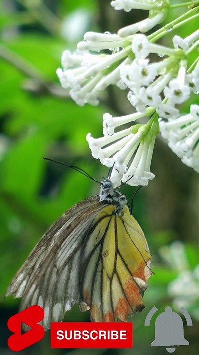 Beautiful Butterfly  #Shorts