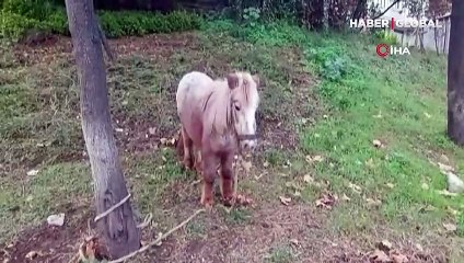 İstanbul'un göbeğinde şaşırtan olay! Yol kenarına bağlı bulundu