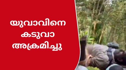 കോന്നി: സീതത്തോട് കോട്ടമൺപാറയിൽ കടുവ അക്രമം