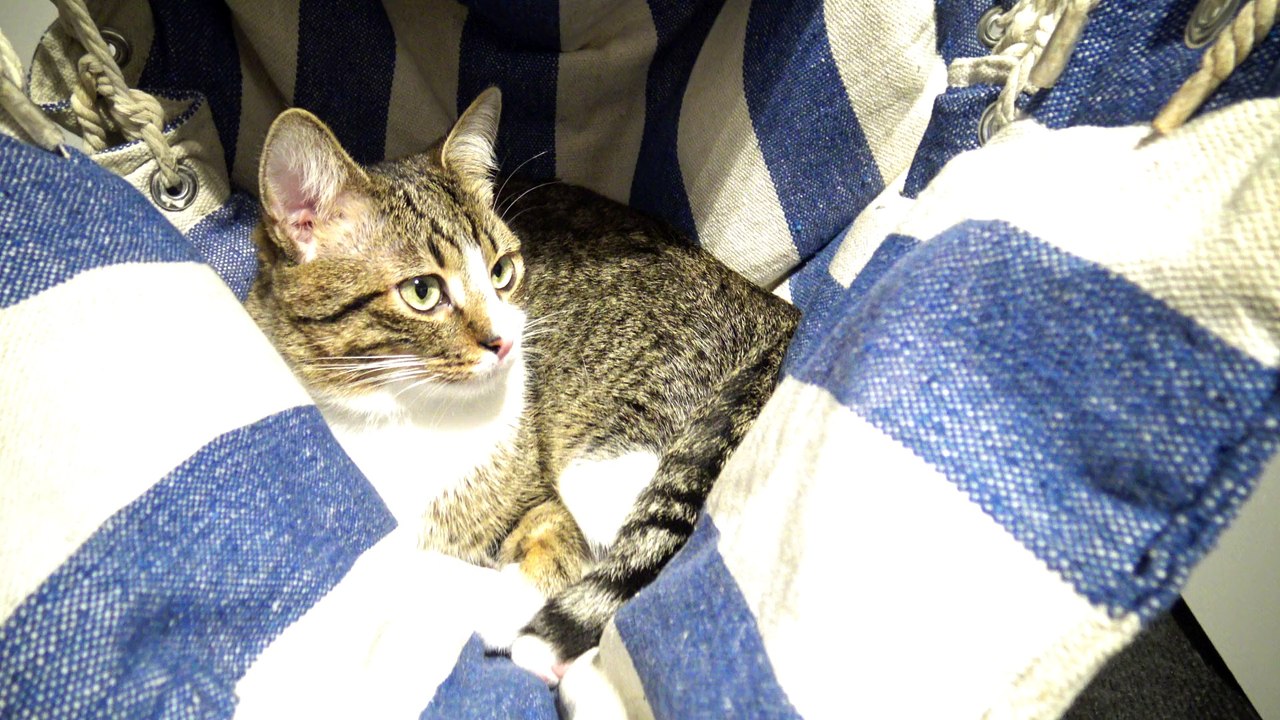 Cat In a Hanging Chair