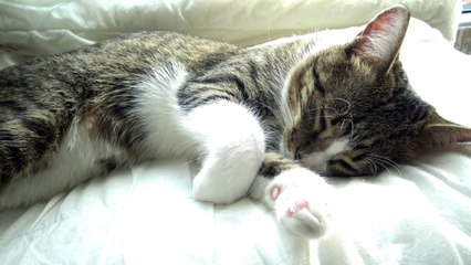 Purring Little Cat Likes the Attention