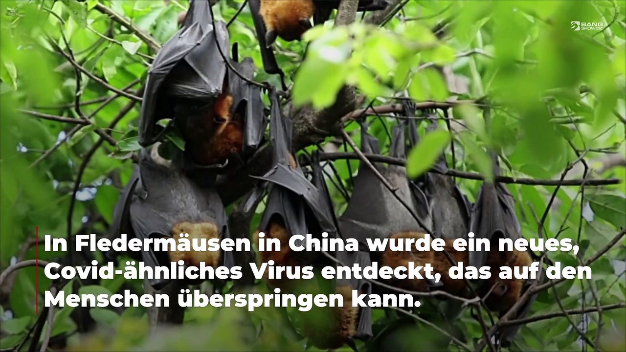 Wissenschaftler entdecken neues Coronavirus in chinesischen Fledermäusen