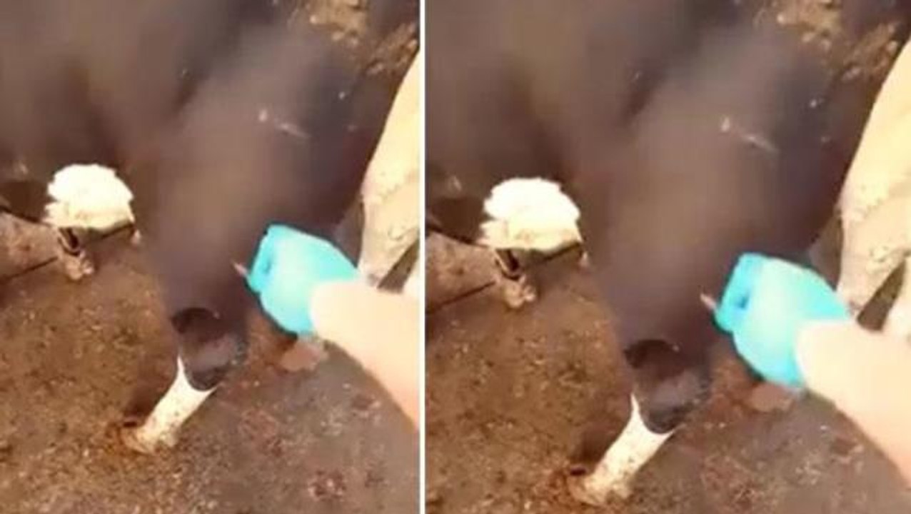İneğin ayağında küçük bir delik açan veteriner, sonra olanlara kendi de inanamadı