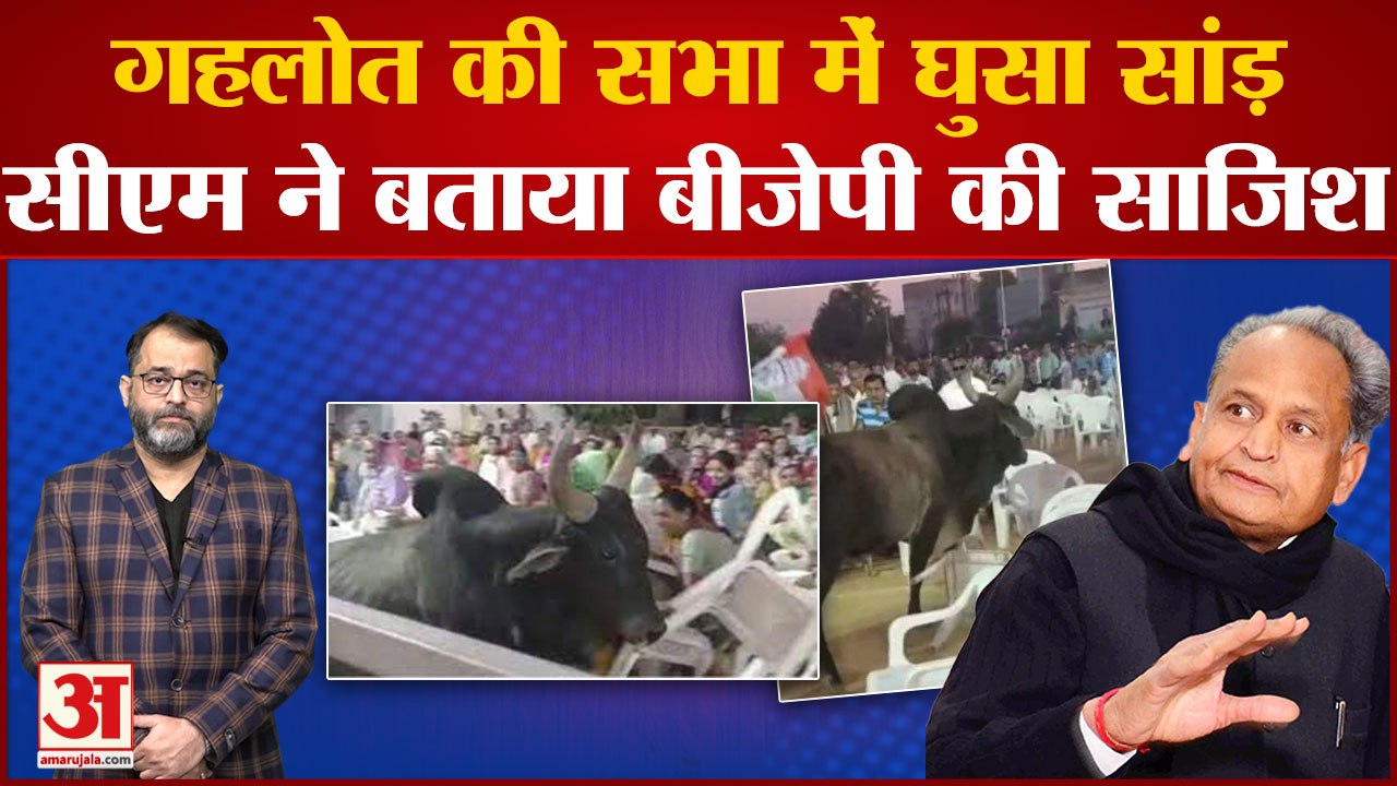 Gujarat में Ashok Gehlot की सभा में घुसा सांड़ तो सीएम ने बताया बीजेपी की साजिश Gujarat Election
