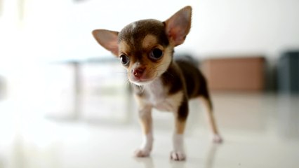 This dumped chihuahua is the latest victim of animal cruelty ravaging the country