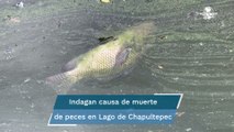 ¿Qué le está pasando a los peces en el Lago de Chapultepec?