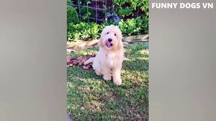 Funniest Animals Video - Funny Dogs And Cats - Try Not To Laugh Animals 2022