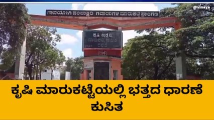 ಗದಗ : ಎಪಿಎಂಸಿಯಲ್ಲಿ ʻನೆಲಕಚ್ಚಿದ ಭತ್ತದ ದರʼ