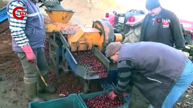 Kestanelerin sofralara yolculuğu başladı