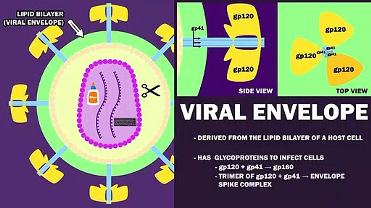 HIV Pathophysiology (2-3) - HIV Life Cycle_HIGH |How the HIV Infection Cycle Works - Animated microbiology