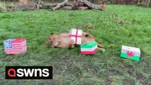 Cute footage shows a pride of lions showing affection for their namesake England football team ahead of World Cup England vs Wales