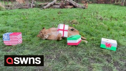 Cute footage shows a pride of lions showing affection for their namesake England football team ahead of World Cup England vs Wales