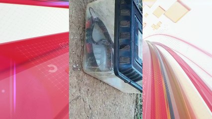 Cobra e sete ovos são encontrados entre muros em Arapongas