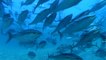 Environnement : les poissons peuvent-ils se noyer ?