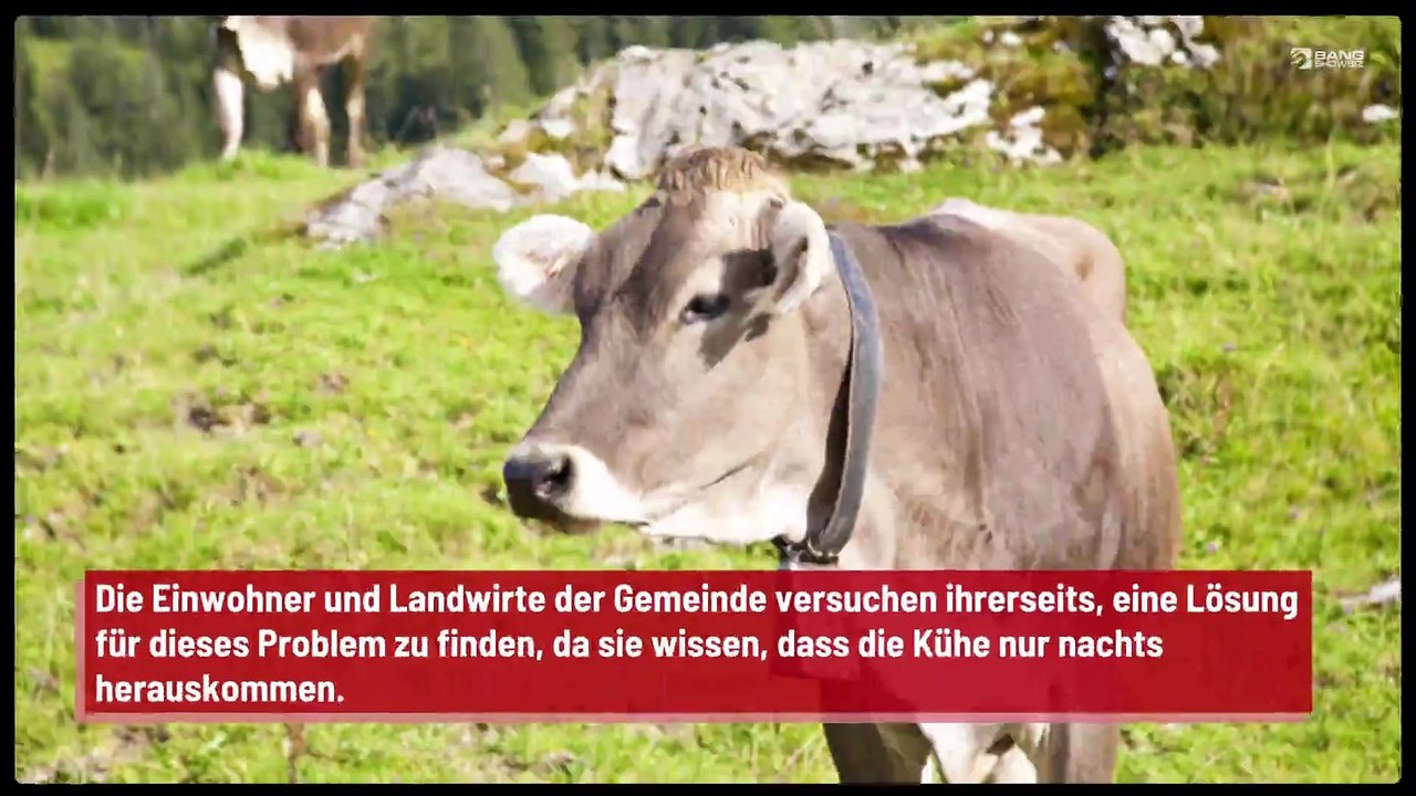 Kühe verursachen Chaos in Quebec