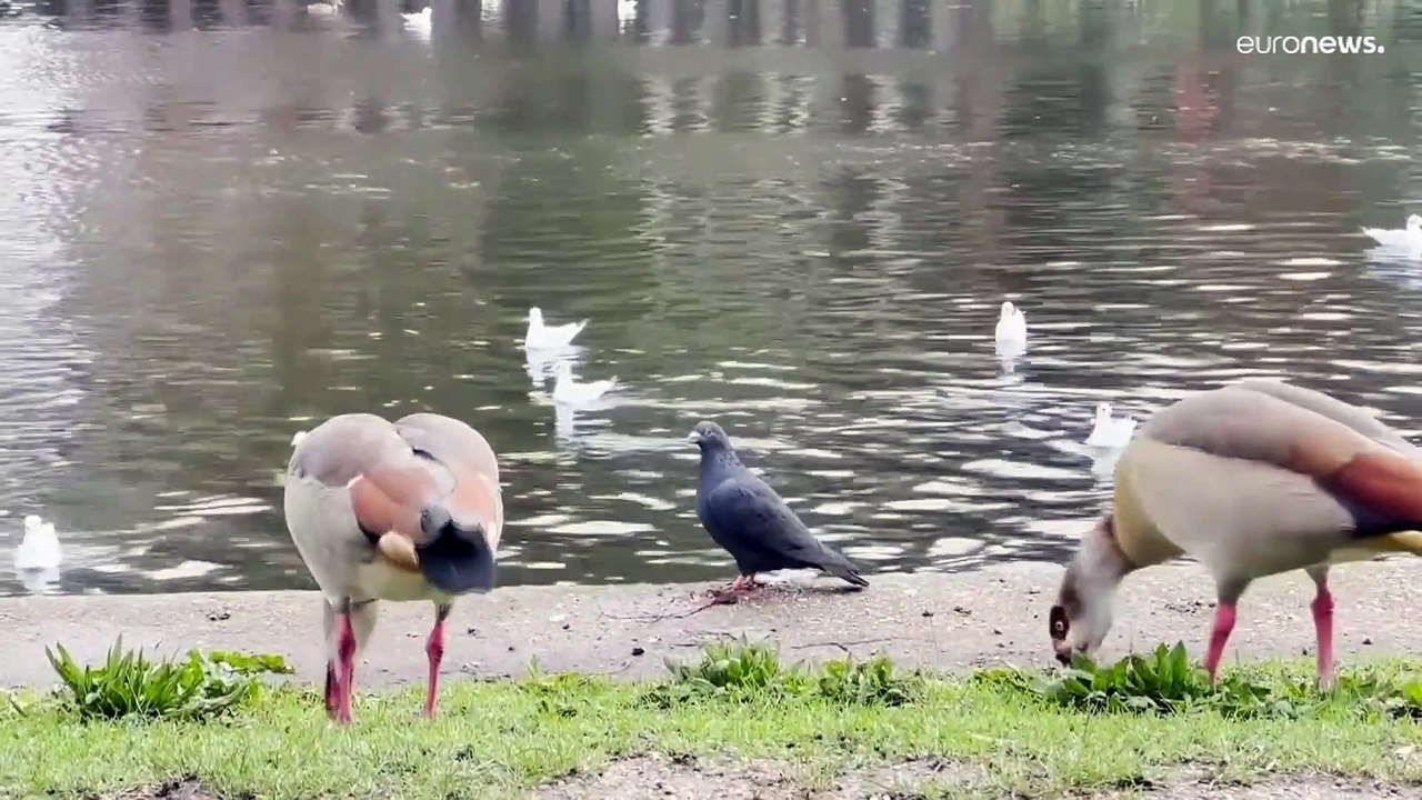 Keine Entspannung in Sicht: Vogelgrippe wütet in Großbritannien