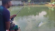 Fishing video Amazing hook fishing with beautiful nature village pond! Best hook fishing