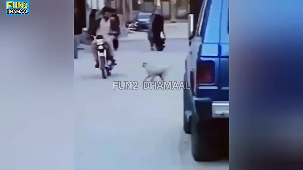 funny Dog   smart कुत्ताआदमी को बुरी तरह भगाया और गाडी गई तेल लेने