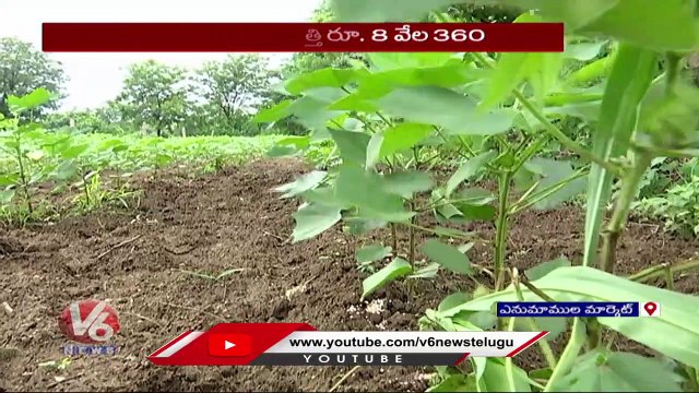 Farmer In Tension With Cotton Price Decreased In Enumamula Market _ Hanamkonda _ V6 News